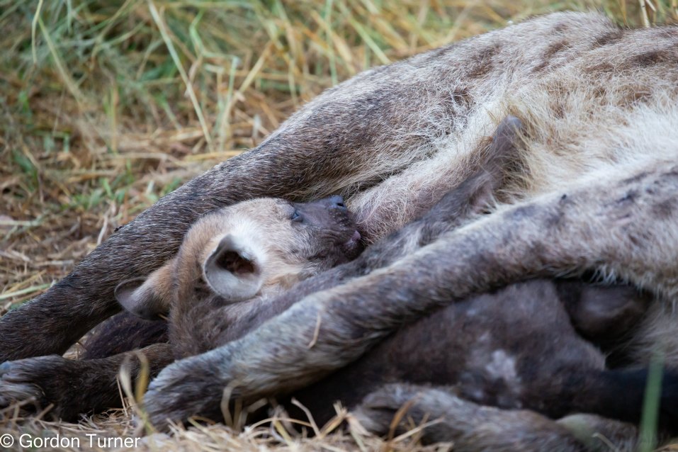 <h2>The Best of South Africa Escorted 2023</h2> 14 Nights | 6 Rounds | March 11 - 25